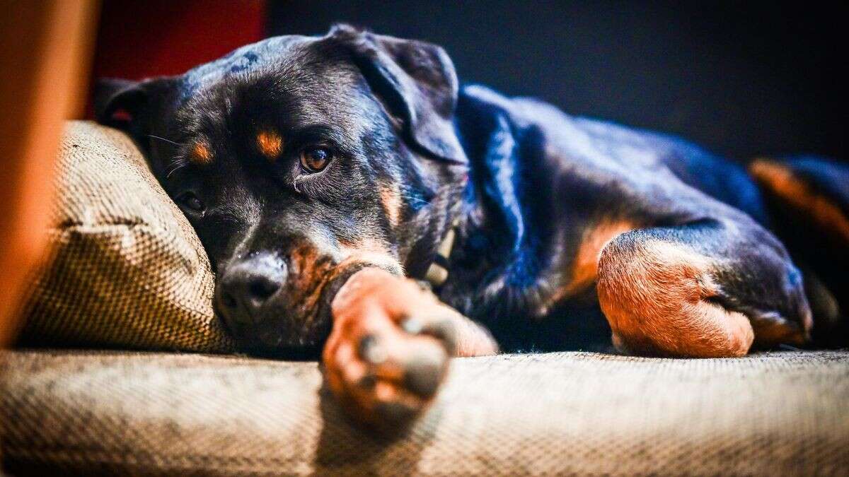 So drastisch beeinflussen Hunde die Lebenserwartung