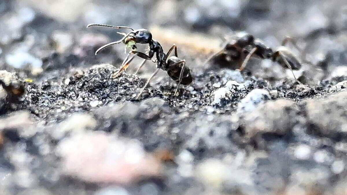 Asteroideneinschlag machte Ameisen zu Pilz-Bauern