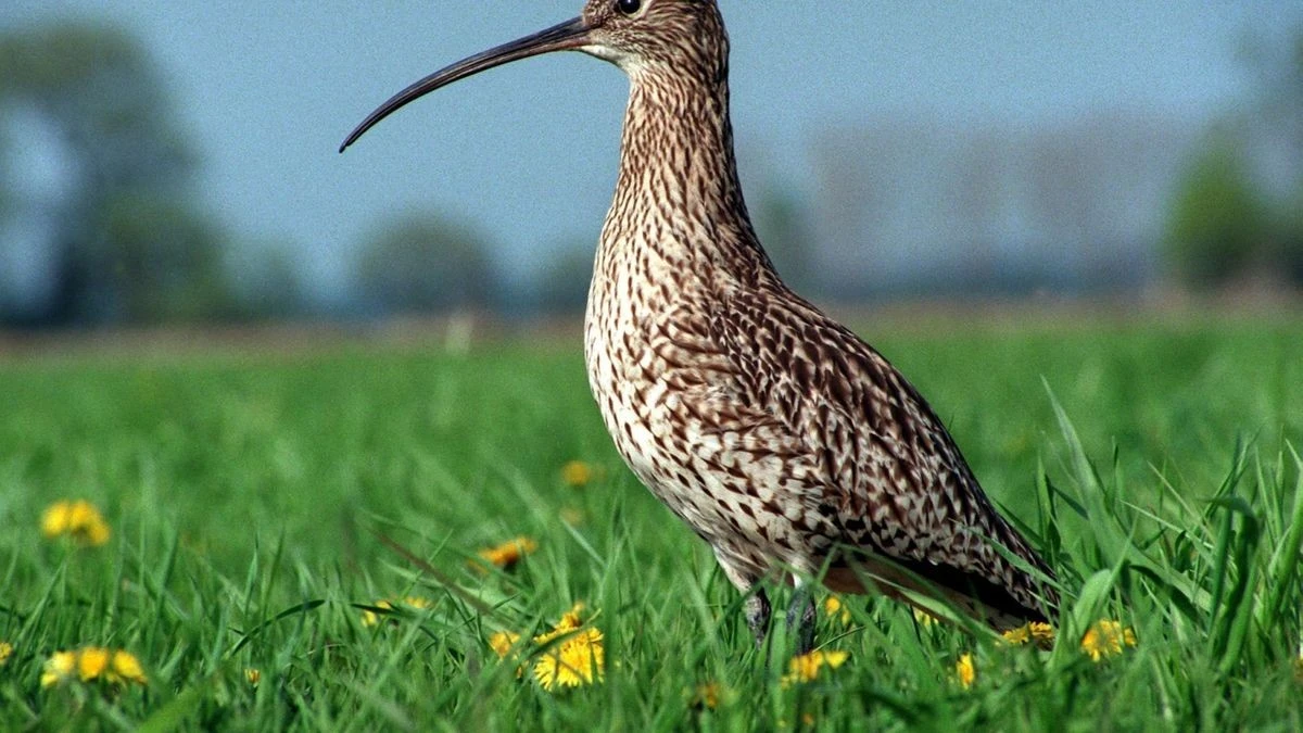 Nasse und weggeschwemmte Küken: Hochwasserfolgen für Vögel