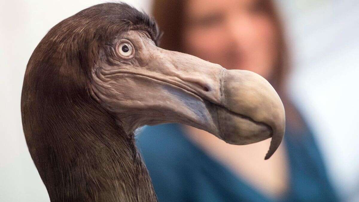 Revival des Dodos? Hühner sollen die Riesentaube zurückbringen