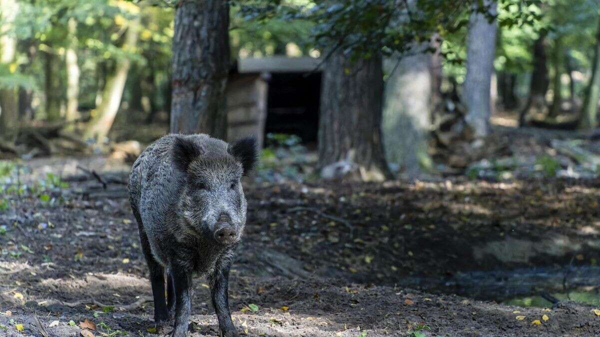 Darum sind nur noch zwei Wildschweine im Gehege im Tegeler Forst