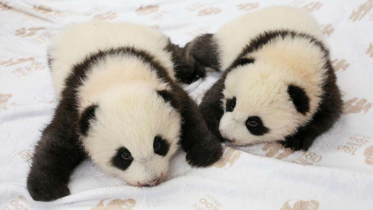 Namen verkündet: So heißen die süßen Panda-Babys