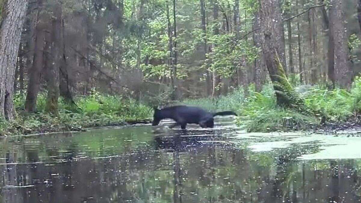 Zwei seltene schwarze Wölfe in Polen gesichtet