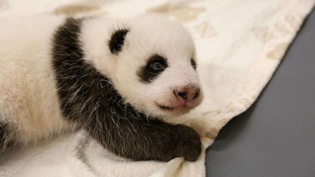 Wer guckt denn da? Panda-Babys öffnen die Augen