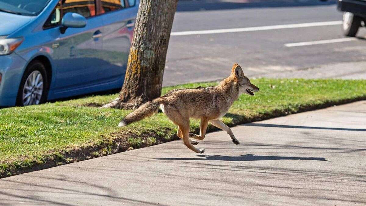 Coyoten fallen in Metropole über Hunde her – Besitzer verzweifelt