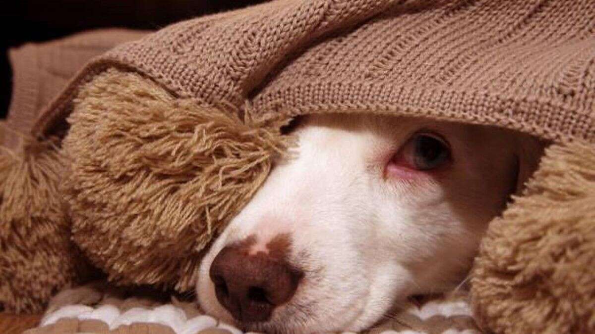 Ihr Hund hat an Silvester Angst? Was Sie tun können