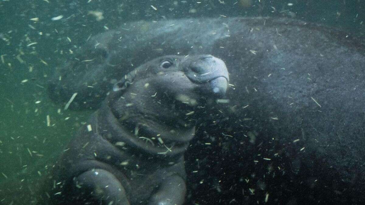 Happy Hippo auf Tauchgang – „Die geht ab wie ein Schnitzel“