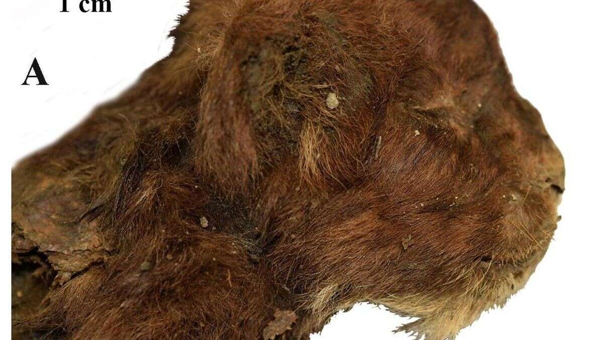 Eiszeit-Mumie entdeckt: Tigerbaby starb vor 37.000 Jahren