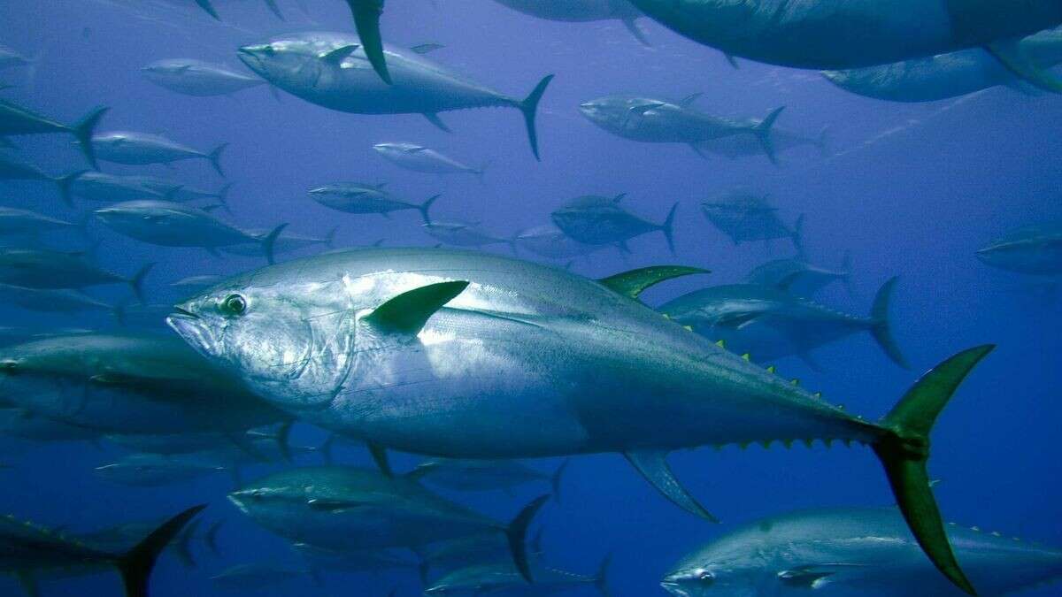 Blauflossen-Thunfisch in Nordsee gesichtet – Experte blickt voraus