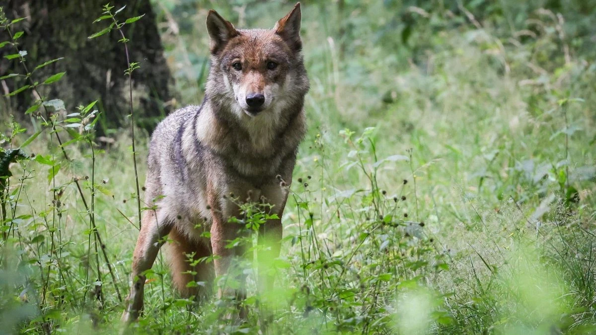 Koalition plant „Entnahme von Wölfen“: Werden sie bald gejagt?