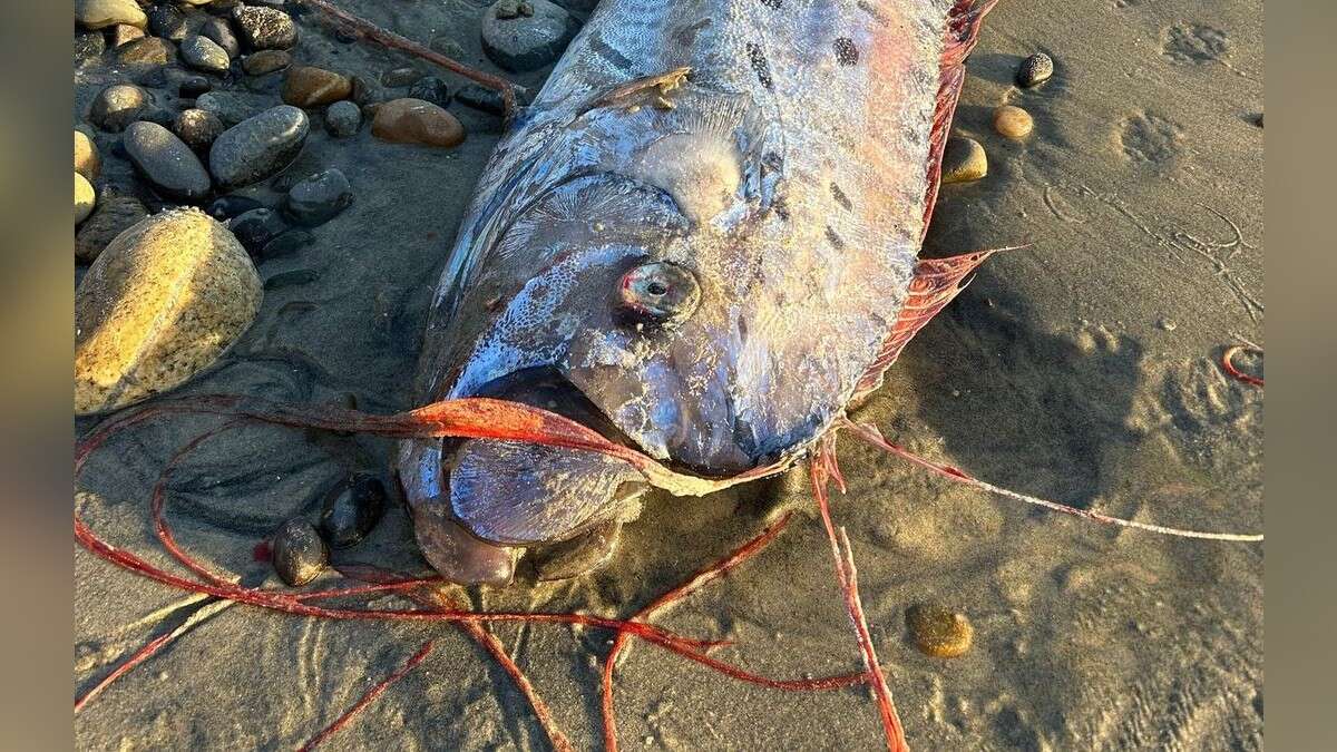 Mysteriöses Tiefsee-Wesen in Mexiko gestrandet