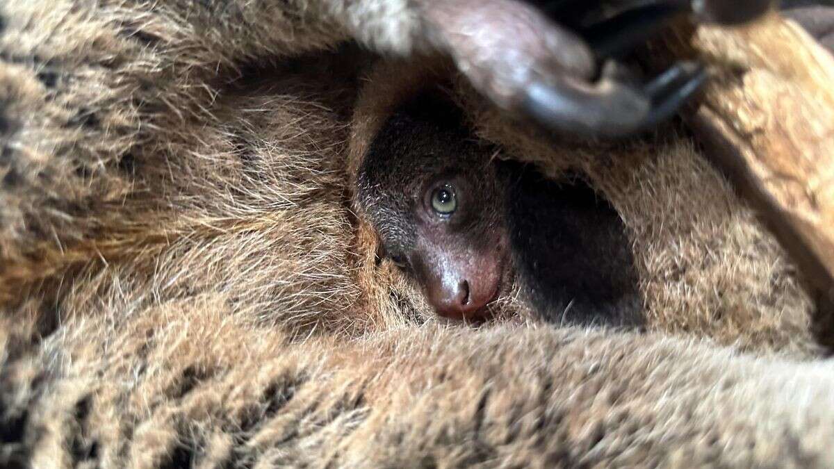 Tierpark Berlin freut sich über Nachwuchs bei seltener Art 