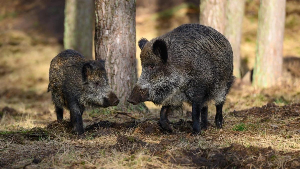 Jetzt beginnt für Berlins Wildschweine eine heikle Phase