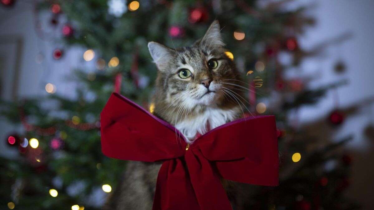 Berliner Tierheim zieht kurz vor Weihnachten die Notbremse