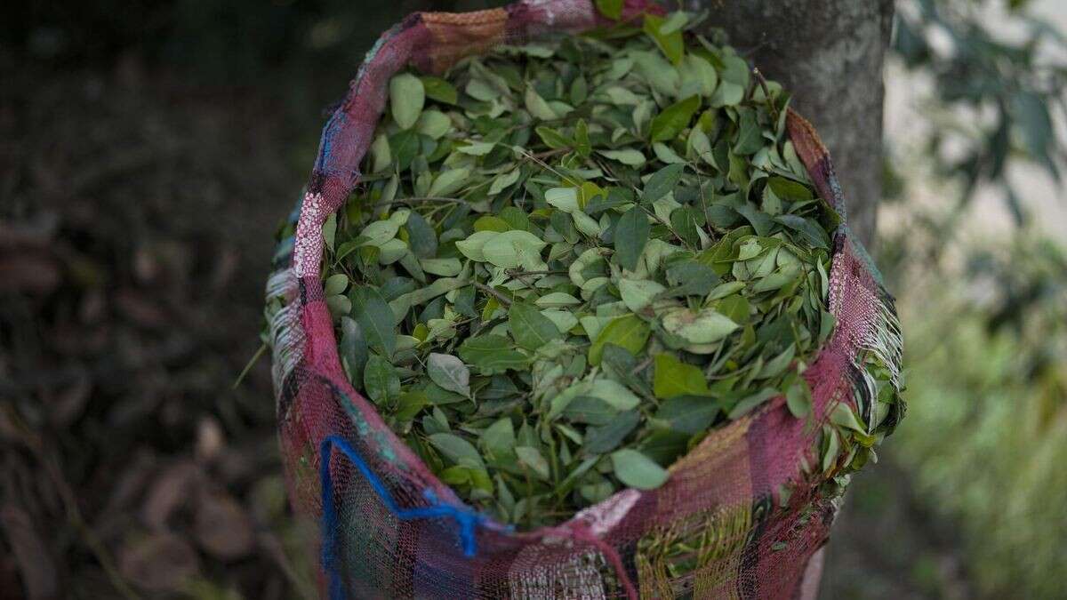 Mumien in Mailand verraten: Kokain-Konsum älter als vermutet