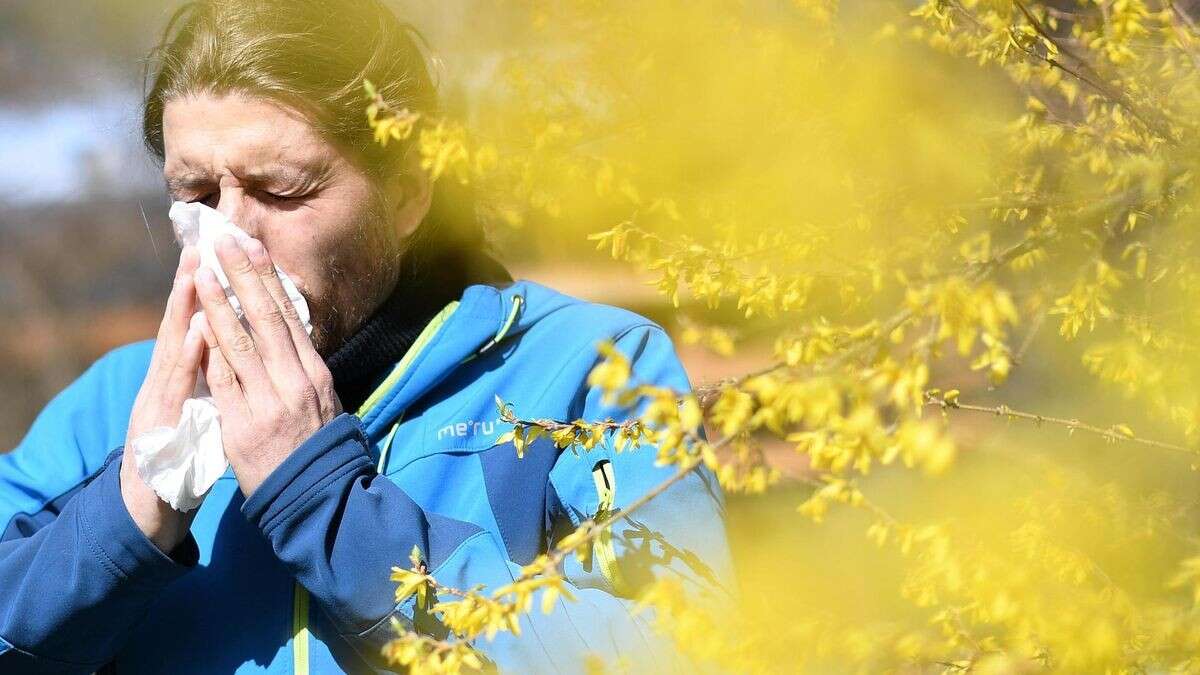 Wie diese App der Charité Berlin Allergikern helfen soll