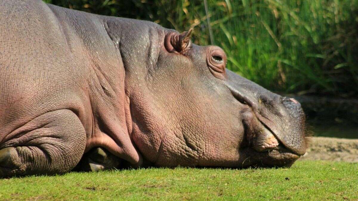 Trauer im Berliner Zoo – Flusspferd Nicole gestorben