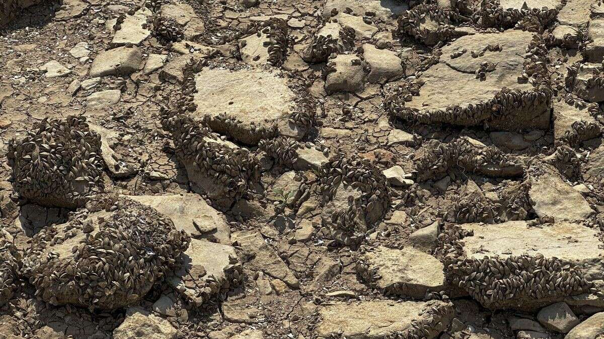 Sorgte El Niño für ein Massensterben? Studie überrascht