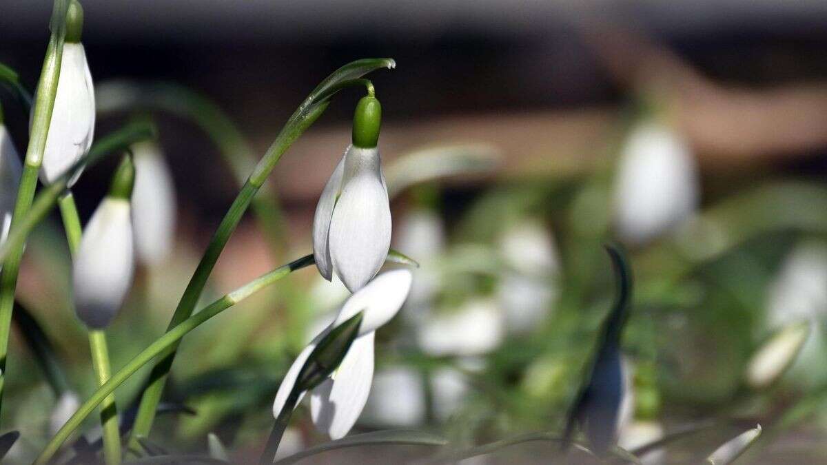 Kommt jetzt der Frühling? So wird das Wetter am Wochenende