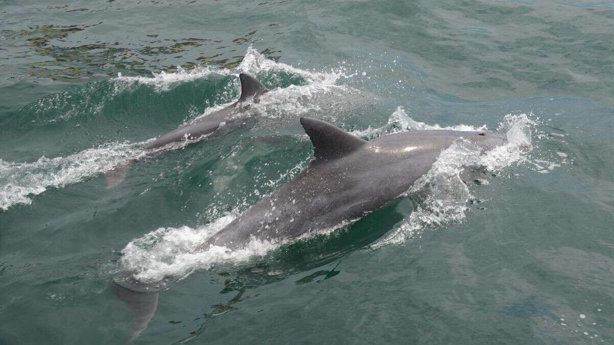 Sexuell frustrierter Delfin greift Badegäste in Japan an