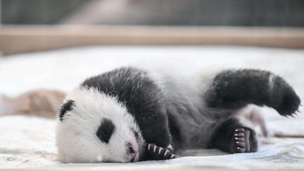 Panda-Babys im Zoo noch ohne Namen – Direktor hat Vorstellungen