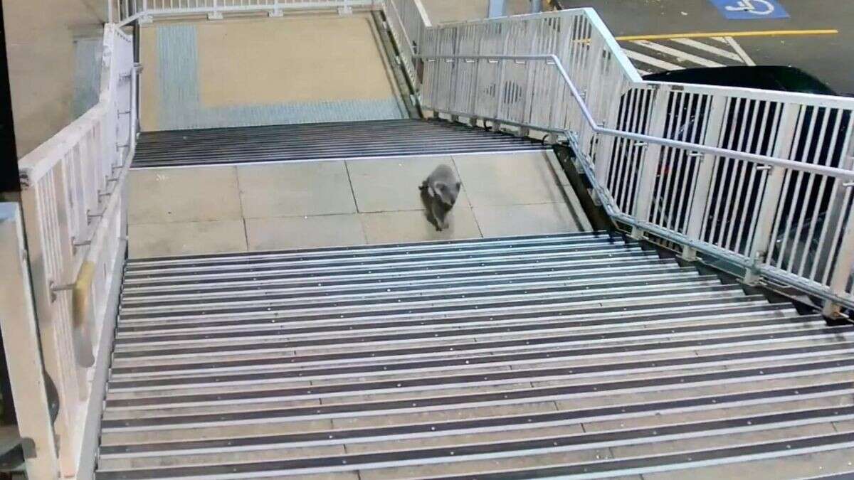 Australien: Koala spaziert durch Bahnhof – Polizeieinsatz