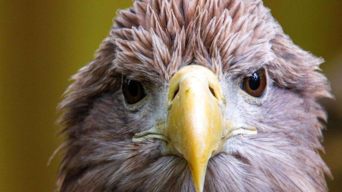 Seeadler und Co.: Bedrohte Arten erholen sich langsam