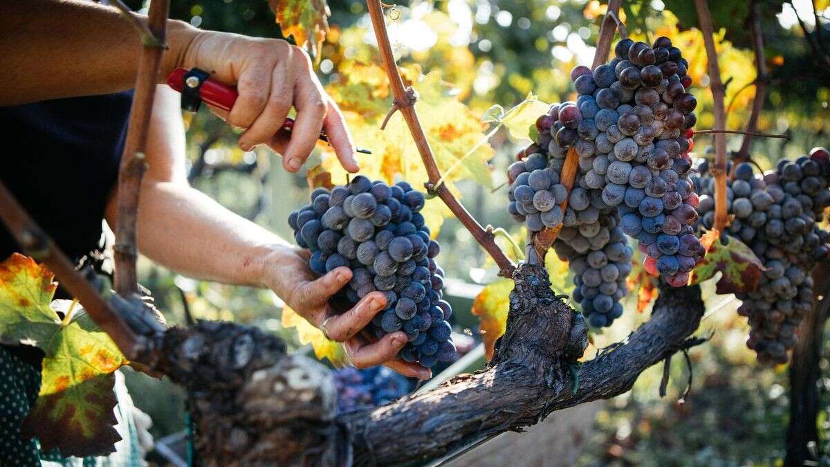 „Frauen des Weins“: Wie Italiens Weinanbau weiblich wird