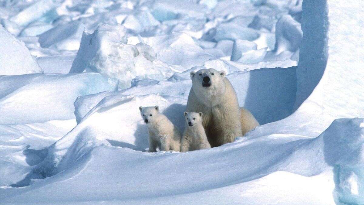 Studie liefert wichtige Erkenntnis für besseren Eisbär-Schutz