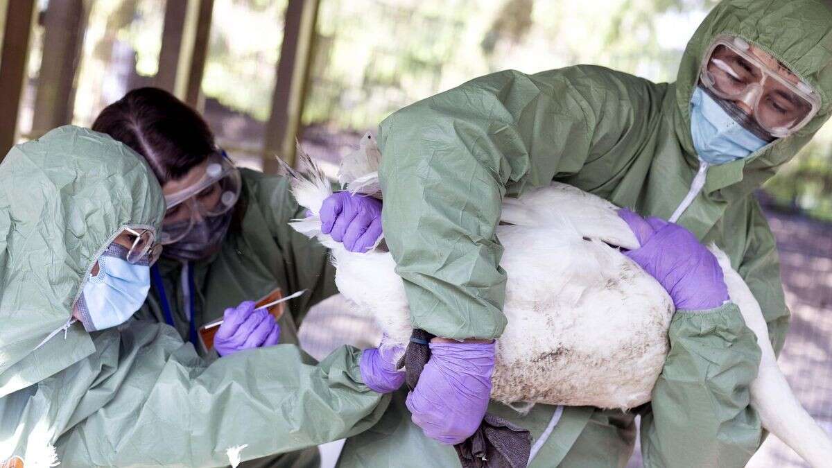 Erster Mensch wegen Vogelgrippe in „kritischem Zustand“