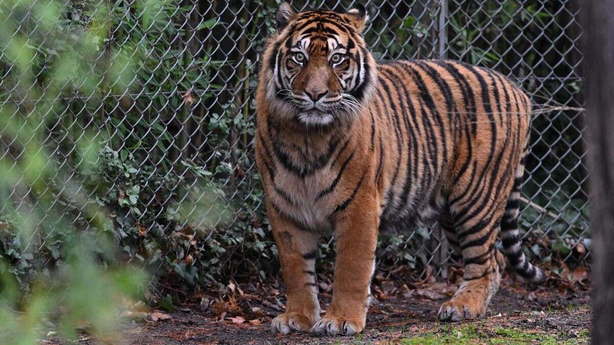 Tiger greift Pflegerin an – Freizeitpark in der Kritik