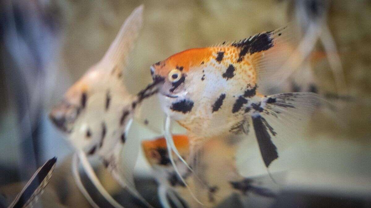 Sea Life in Mitte schließt – Darum macht das Aquarium zu