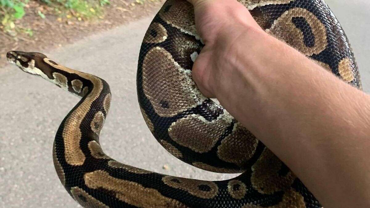 Frau beim Abwasch von Python überrascht: Zweistündiger Kampf