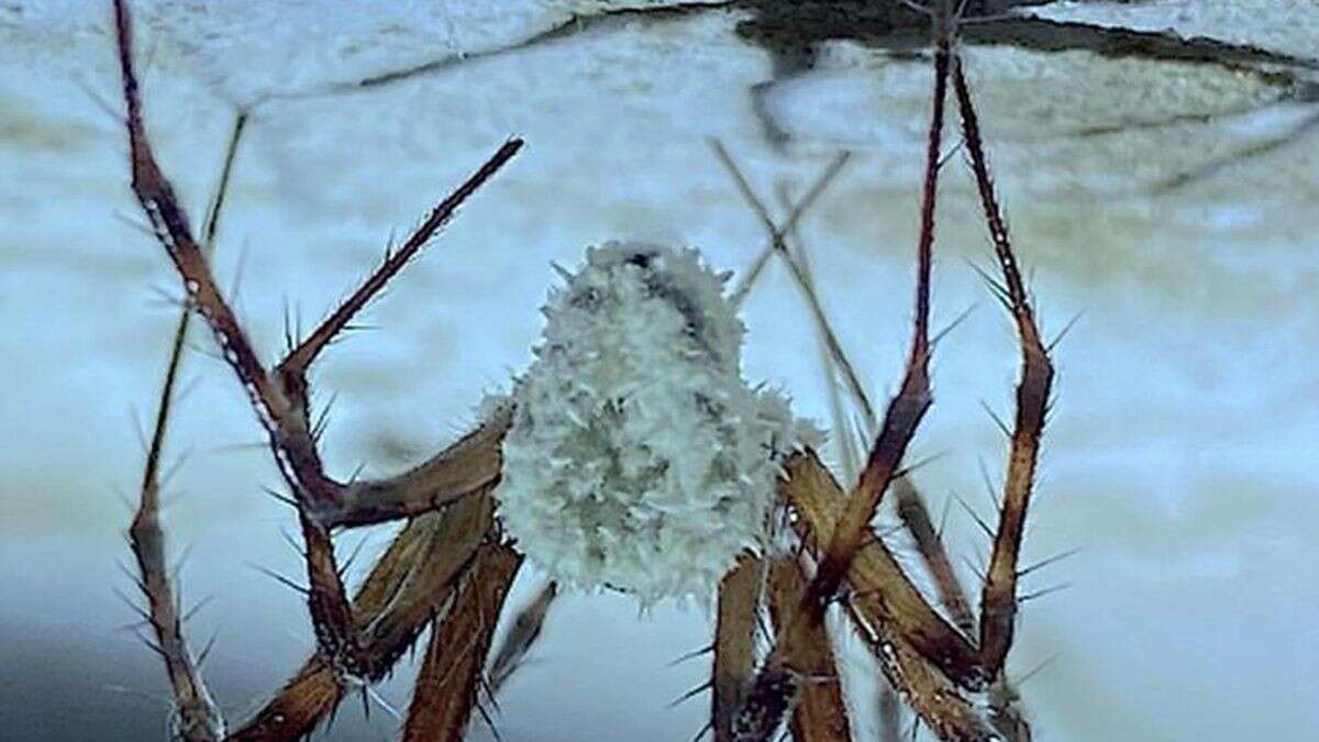 Wissenschaftler staunen: Pilz verwandelt Spinnen in Zombies