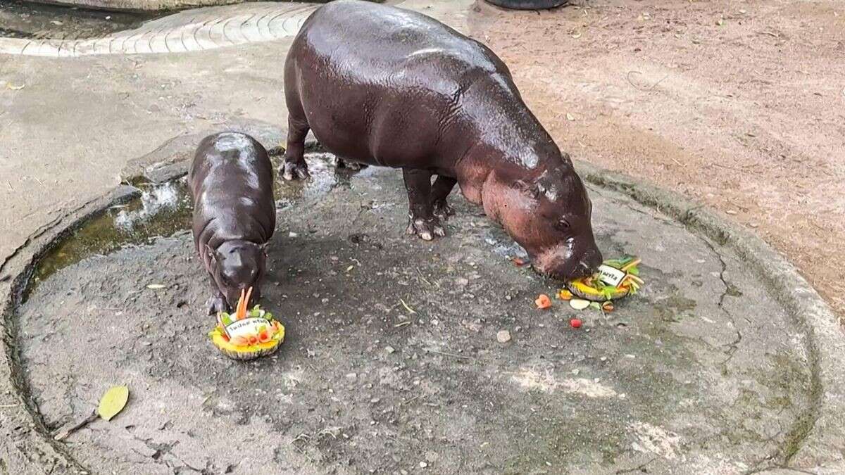 Berühmtes Hippo-Baby Moo Deng orakelt zur US-Wahl