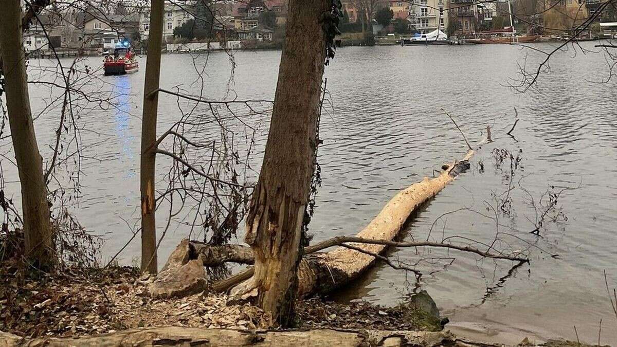 „Kann Baumaterial abholen“: Biber sorgt für Feuerwehr-Einsatz