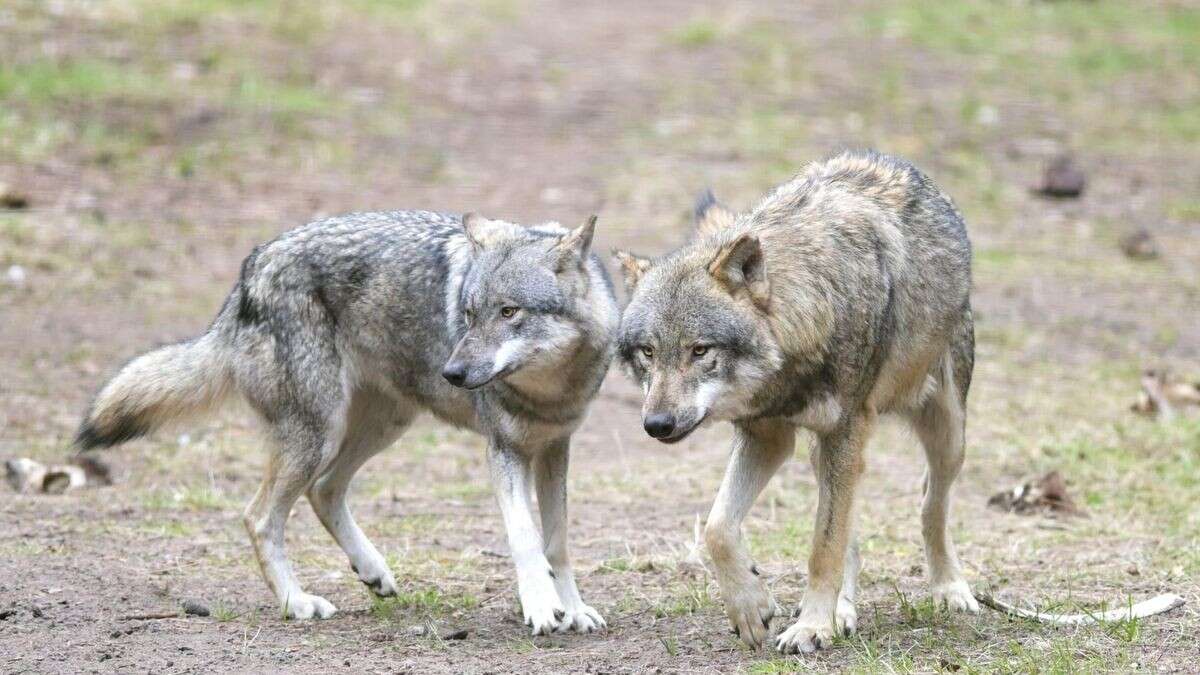 Wolf tötet Katze – Jagdverband mit dringender Warnung