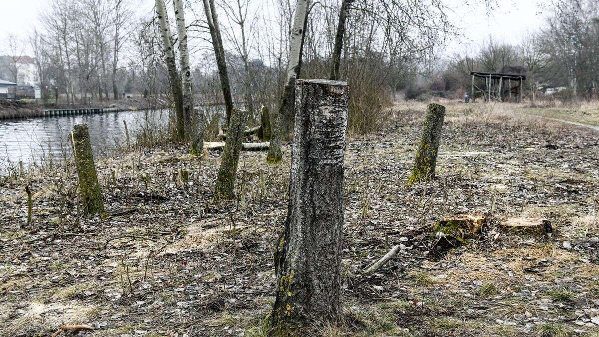 Strafanzeige nach illegalen Fällungen: Bezirk sucht Baumhasser