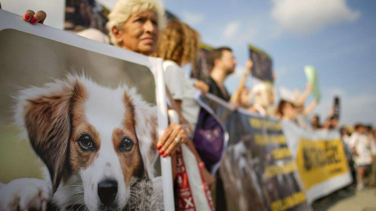 Massaker an Hunden und Katzen entsetzt türkische Tierschützer