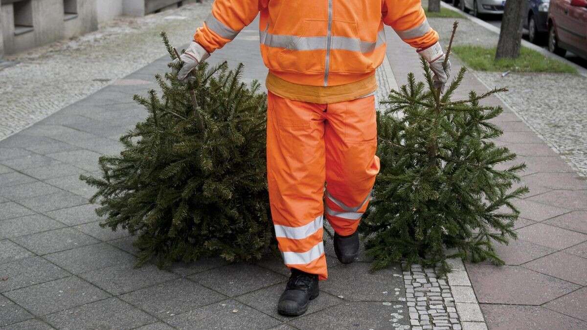 Wann die BSR bei Ihnen den Weihnachtsbaum abholt