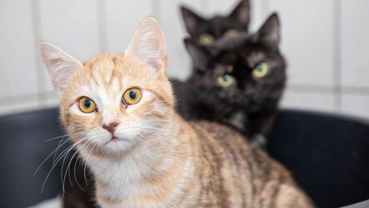 Feuerwerk an Silvester: So leiden Tiere unter dem Böllerlärm