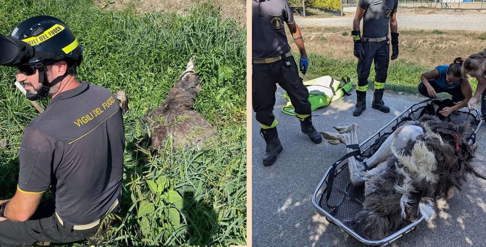 Prato, uno struzzo scappa dall'allevamento: ritrovato dai pompieri