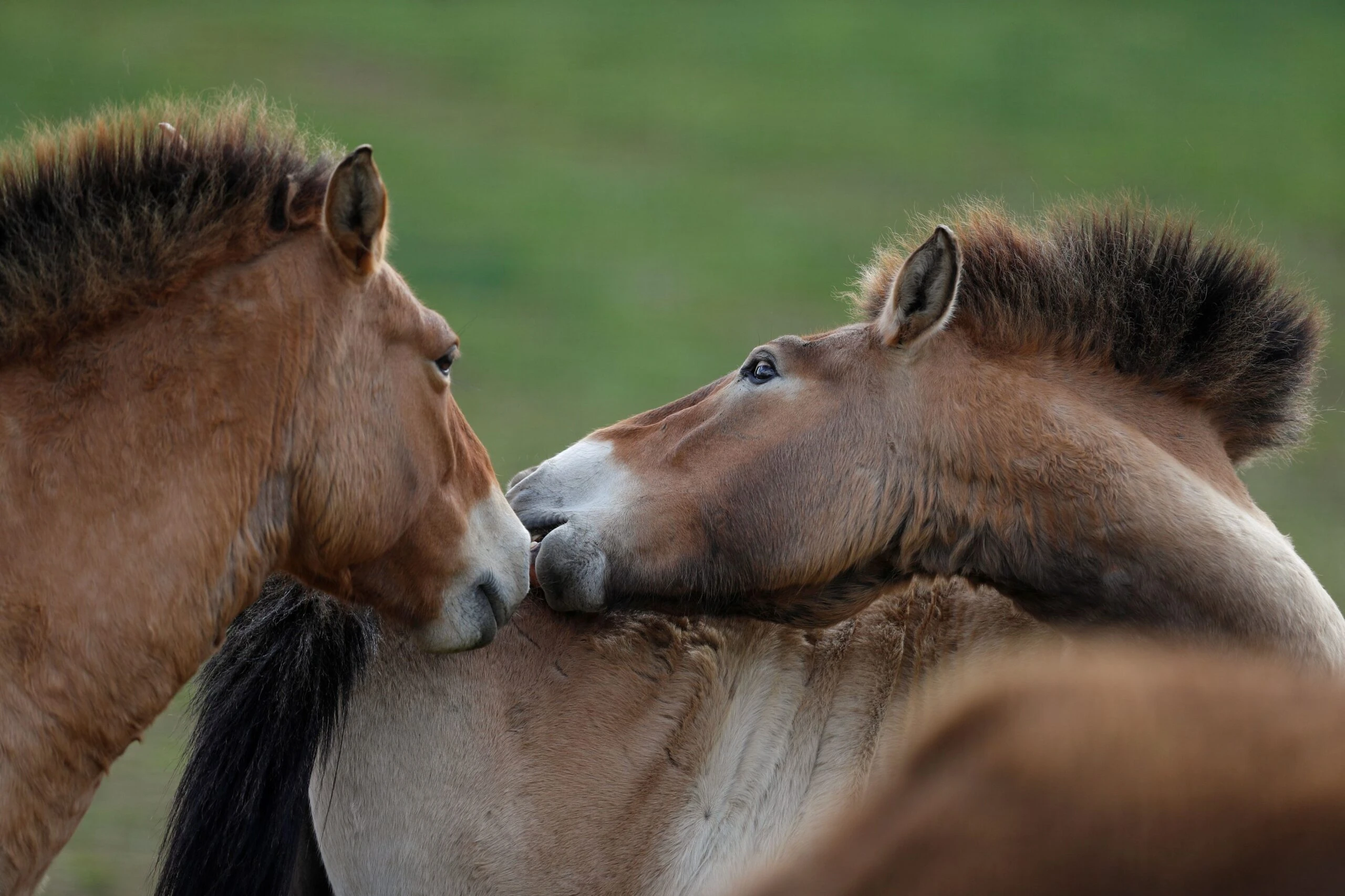 I cavalli di Przewalski dopo secoli ritornano nella pianura kazaka