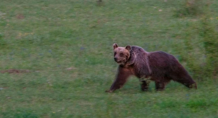 Abruzzo, un orso marsicano trovato morto: 