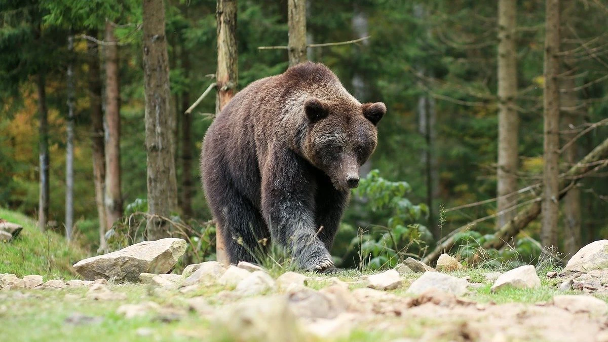 Trentino, l'orso M91 ha seguito un escursionista: ora radiocollare