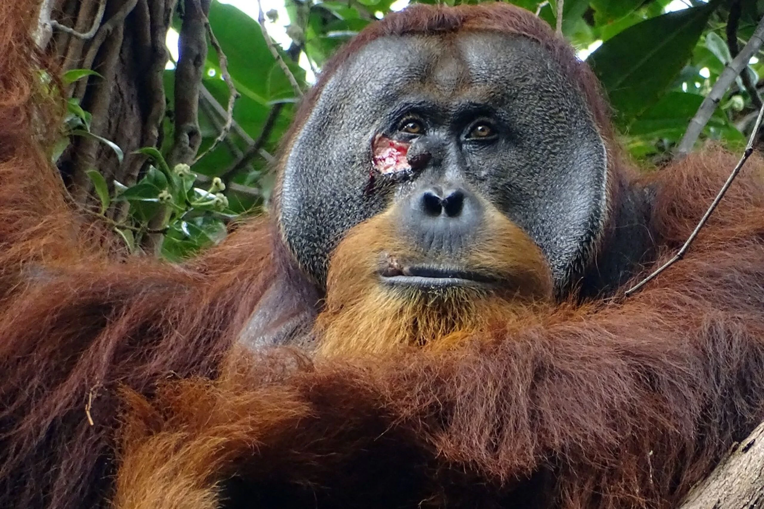 L'orango Rakus è il primo animale a curarsi da solo una ferita con le erbe