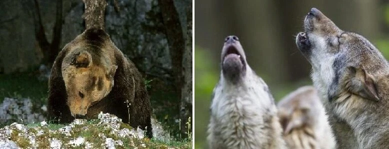 Rapporto Grandi carnivori, in Trentino 98 orsi e 150 lupi nel 2023