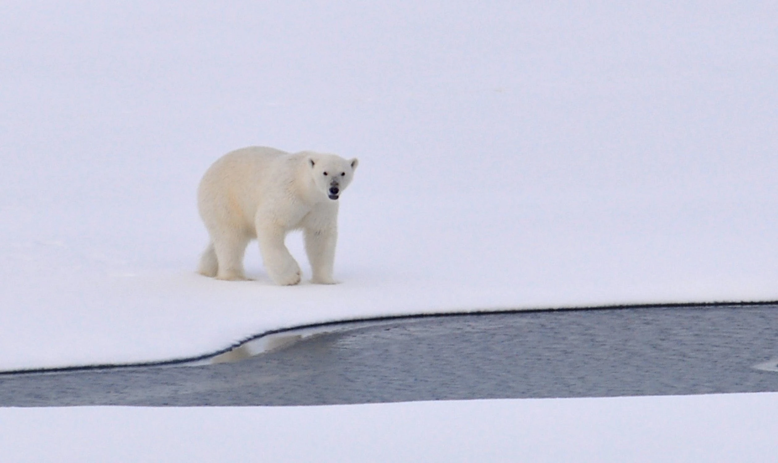 Wwf: c'è una nuova tecnologia per la salvaguardia dell'orso polare
