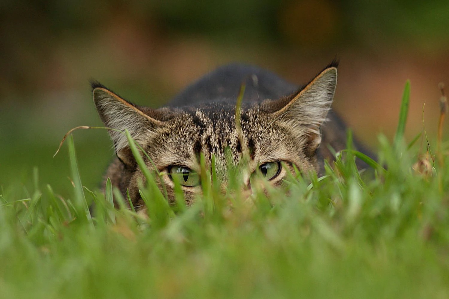 I gatti, se lasciati liberi di cacciare, sono 