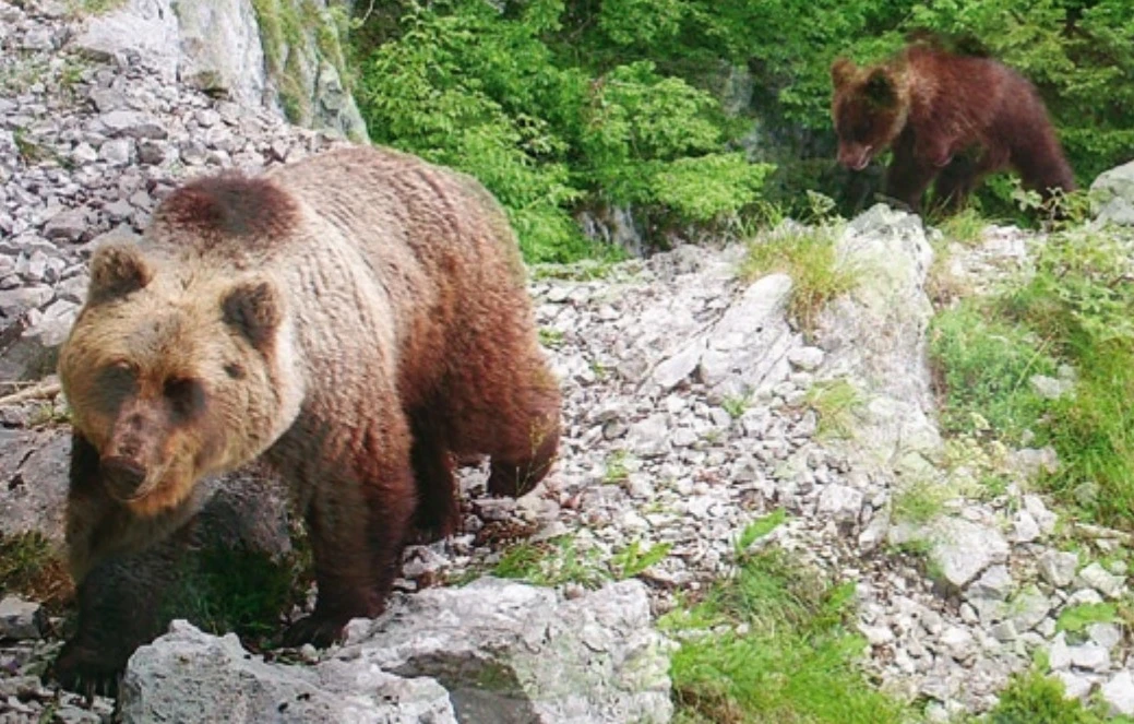 Trentino: Mj5 e F36, orsi trovati morti nel 2023, 
